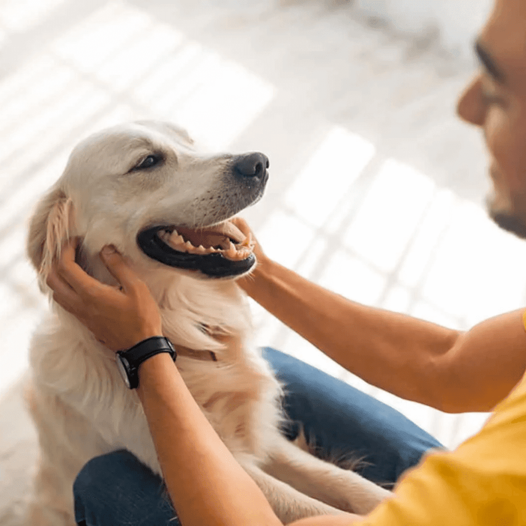 Dog owner
